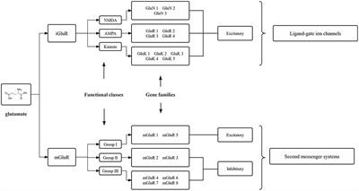 Peripheral role of glutamate in orofacial pain